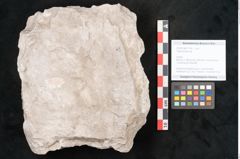 Foto (Objekt + Etikett) von Trigonocarpus sp.  (NHMW-GEO-2024-0188-11150)